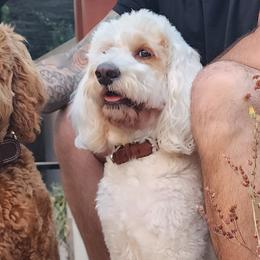 Goldendoodles from LuckyStarDoodle