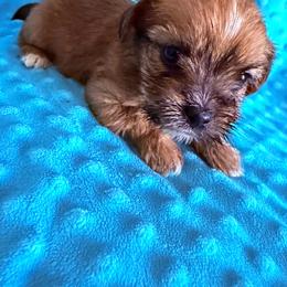 Girl 4 - Black gold and white female Shorkie puppy in Florida from Shih tzus and Shorkies Galore