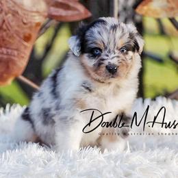 River - Blue merle female Australian Shepherd puppy in Olivehurst, California from Double M Aussies