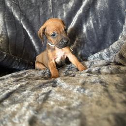 White - Rd whtn blk nose male Rhodesian Ridgeback puppy in Ocala, Florida from DogWood Kennels
