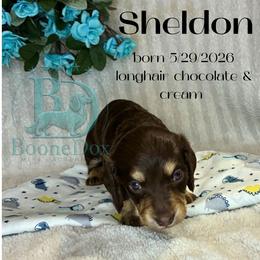 Sheldon - Chocolate and cream male Dachshund puppy in Noble, Oklahoma from Marissa's Dachshunds (BooneDox Mini Dachshunds)
