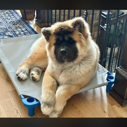 Akita Puppies from Sundara Akitas