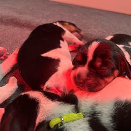 Lady - Black tan and bluetick female Beagle puppy in Jasper, Texas from Beech Grove Beagles