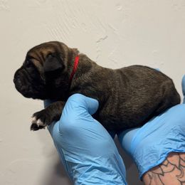 Male 3 - Fawn male Cane Corso puppy in Cashion, Oklahoma from APEXOK Cane Corsos LLC