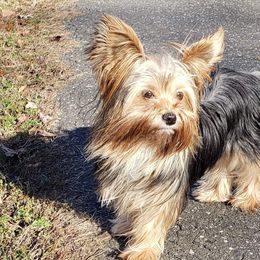 Yorkshire Terriers from Mandy's Miracles