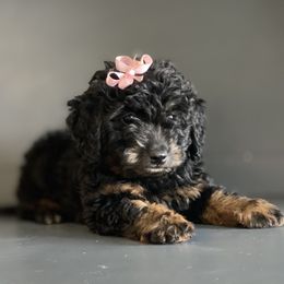 Bernedoodle and Goldendoodle Puppies from TurkeyCreek Doodles