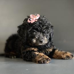 Bernedoodle and Goldendoodle Puppies from TurkeyCreek Doodles