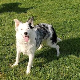 Border Collies from Green River Ranch Border Collies