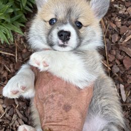 Purple Collar - Red female Pembroke Welsh Corgi puppy in Big Sandy, Texas from Ditto's Pembroke Welsh Corgis