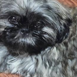 Green collar boy - Brindle male Shih Tzu puppy in Woodsfield, Ohio from ROSE LANE SHIH TZUS