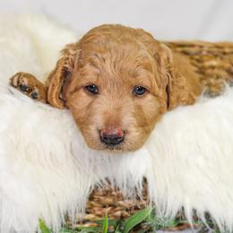Australian Mountain Doodle, Bernedoodle, and Goldendoodle Puppies from Wynterwood Doodles