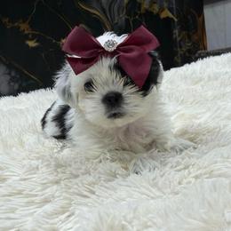 Girl 5 - Black and white female Shih Tzu puppy in Seguin, Texas from Dolled Up Shih Tzus