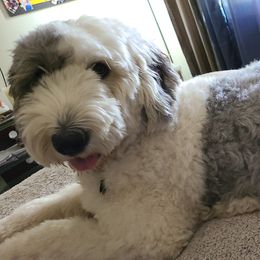 Oreo - Old English Sheepdog