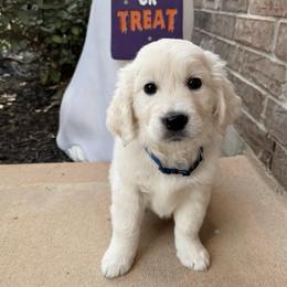 Reed - Light golden male Golden Retriever puppy in Conroe, Texas from Tails of Cypress