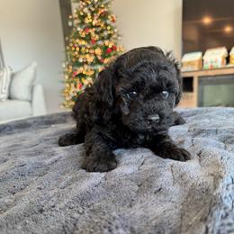 Pixie - Blue female Poodle puppy in Queen Creek, Arizona from Prestigious Toy Poodles