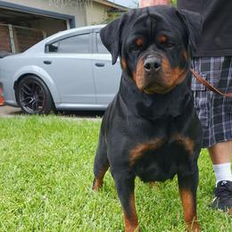Phoenix - Rottweiler