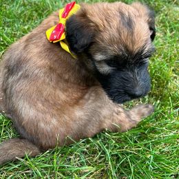 Soft Coated Wheaten Terrier Puppies from Wagging Wheatens