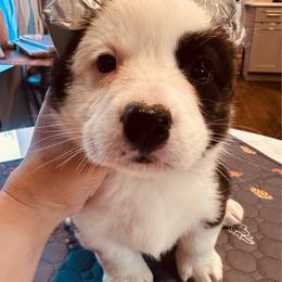 Eddie - Black and white male Cardigan Welsh Corgi puppy in Des Plaines, Illinois from Ataraxis Cardigan Welsh Corgis