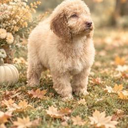Vanilla latte - Cream male Labradoodle puppy in Kingston, Georgia from CC Familydoodles