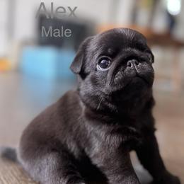 Pug Puppies from Sonya & Olly Pugs