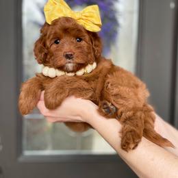 Bernedoodle and Cavapoo Puppies from Wonderful World Doodles