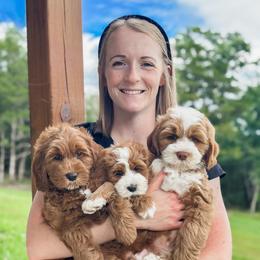 Australian Labradoodle Puppies from West Haven Australian Labradoodles