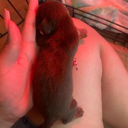 Cherry - Chocolate and tan female Dachshund puppy in Yuba City, California from The Navarro Furbabies