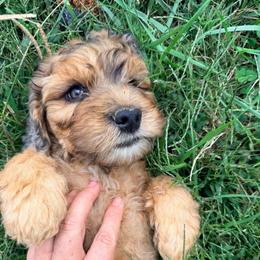 Harvest with training - Sable and white male Cockapoo puppy in Boonville, North Carolina from Doods & Dolls