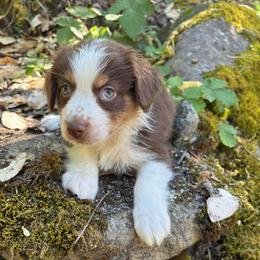 Emily - Red tri-color female Australian Shepherd puppy in Grants Pass, Oregon from Carmel Mountain Aussies