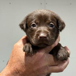 Swift - Chocolate male Labrador Retriever puppy in Isle, Minnesota from Dog Ear Outfitters