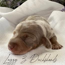 Cooper - Fawn (isabella) and tan male Dachshund puppy in Karnes County, Texas from Lazzy Z Dachshunds