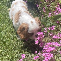 Cavalier King Charles Spaniel, Dachshund, and German Shepherd Puppies from Saffron