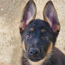 German Shepherds from Jay Debs