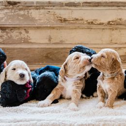 Goldendoodles from Hooptydoodles