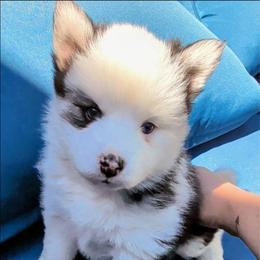 Orion - Black and white male Pomsky puppy in Kittredge, Colorado from Rocky Mountain Pomskies
