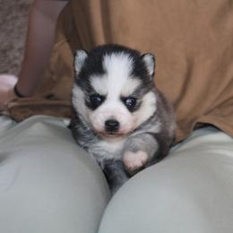 Hershey - Black and white female Pomsky puppy in Stockton, Utah from Mischa Nelson