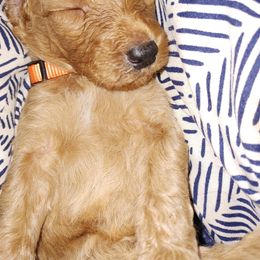 Tucker - Goldendoodle puppy in Salem, Alabama from Oddles Of Doodles