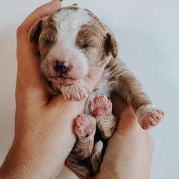 Lavender - f - Red  female Goldendoodle puppy in Ruthorfordton, North Carolina from Duncan Doodles Goldendoodles