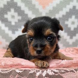 Gia - Black and tan female Yorkshire Terrier puppy in Monticello, Iowa from Ashley’s Puppies