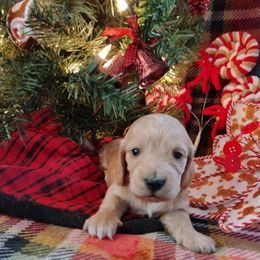 Sandi - Cream female Dachshund puppy in Price, Utah from Smiling Dog Dachshunds
