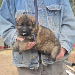 Boy 1 Blue - Sable male German Shepherd puppy in Lake George, Colorado from High Country German Shepherds