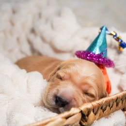 Golden Retriever, Miniature American Shepherd, and Siberian Husky Puppies from HuskiesAndGoldensWithFinesse