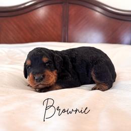 Brownie - Phantom male Goldendoodle puppy in Burleson, Texas from Kendall’s Kennel