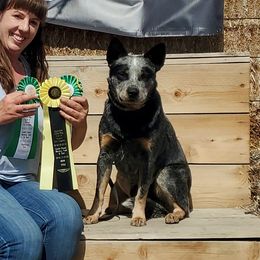 Loki - Australian Cattle Dog