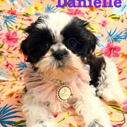 Danielle - Black and white female Shih Tzu puppy in Hemet, California from Aloha Shih Tzu