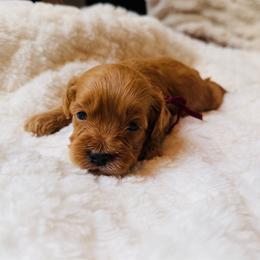 Patriot - Red and white male Cockapoo puppy in Alexandria, Alabama from Bright and Beautiful Cockapoos and Doodles