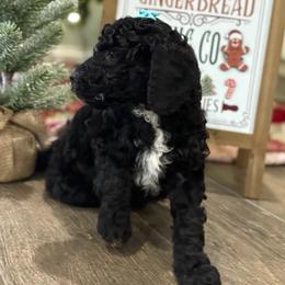 Bluegrass Bluey - Black female Goldendoodle puppy in Camden, North Carolina from Oopsie Doodles of NC