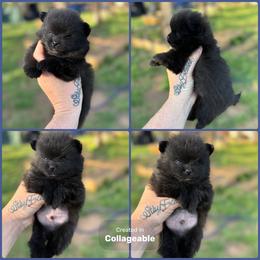 Solid Black - Black male Pomeranian puppy in Harrah, Oklahoma from Sunshines Pomeranians & Cavapoos