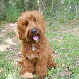 Dublin - Australian Labradoodle