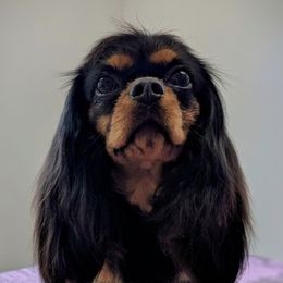 Ember - Cavalier King Charles Spaniel
